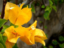 Bougainvillea light orange Flowering shrubs - Exotic Flora