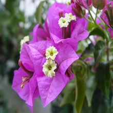 Bougainvillea Glabra- Flowering shurbs - Exotic Flora