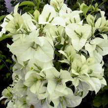 Bougainvillea White - Flowering Shrubs - Exotic Flora
