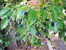 Camphor tree - Avenue trees