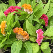 Celosia -Flower Seeds - Exotic Flora