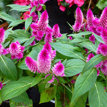 Celosia Argentea Pink - SEASONALS - Exotic Flora