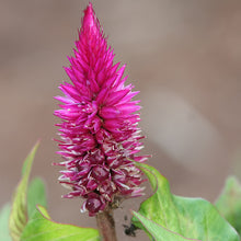 Celosia Argentea Pink - SEASONALS - Exotic Flora