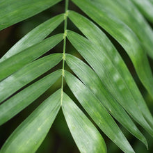 Chamaedorea Seifrizii Or Bamboo Palm - Indoor Air-Purifying - Exotic Flora
