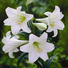 Amaryllis Lily, White - Flowering Plants - Exotic Flora