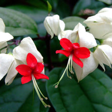 Bleeding Heart Vine White - Creepers & Climbers - Exotic Flora