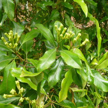 Clove-Spices - Exotic Flora