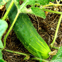 Cucumber NS 404-Vegetable Seeds - Exotic Flora