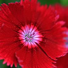 Dianthus Red - SEASONALS - Exotic Flora