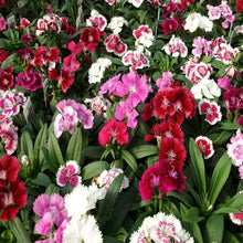 Dianthus Mix- Flower Seeds - Exotic Flora