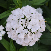 Dianthus White - SEASONALS - Exotic Flora