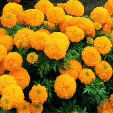 Double Orange African Marigold-Flower Seeds - Exotic Flora