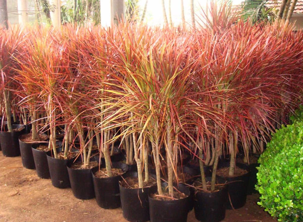 dracaena marginata tricolor indoor Dracaena marginata tricolor
