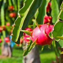 Dragon Fruit - Fruit Plants & Tree - Exotic Flora