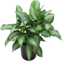 AGLONIA BIG LEAF - Exotic Flora