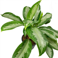AGLONIA BIG LEAF - Exotic Flora