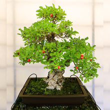 BONSAI - Exotic Flora
