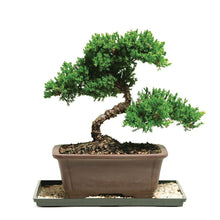 BONSAI - Exotic Flora