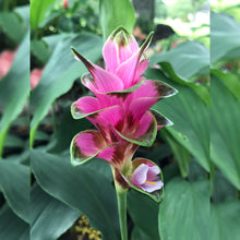 CURCUMA AMADA PLANT - Exotic Flora