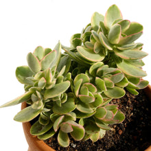 Crassula ovata - Indoor Plants
