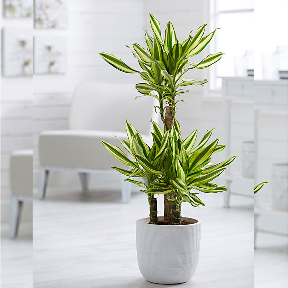 Yellow Dracaena