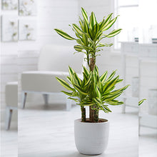 Yellow Dracaena - Indoor Plants