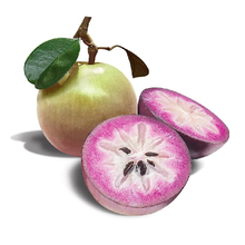 Milk Fruit/Chrysophyllum cainito - Exotic Fruit Plants