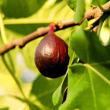 Fig - Big Size Plants - Exotic Flora