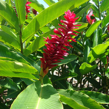 Red Ginger/Alpinia Purpurata-Flowering Plants