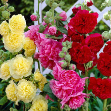 HollyHock -Flower Seeds