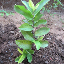 Guava Allhabad Safed - Fruit Plants & Tree