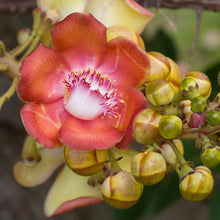 Cannon Ball Tree - Avenue Trees - Exotic Flora