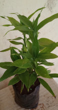 Lucky Bamboo