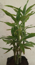 Lucky Bamboo