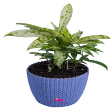Dracenea Gold - Indoor Air purifying plants - Exotic Flora