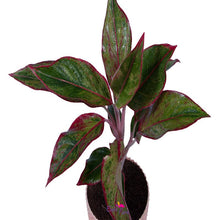 Aglonema Red Hedge - Indoor Plants - Exotic Flora