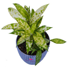 Dracenea Gold - Indoor Air purifying plants - Exotic Flora