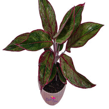 Aglonema Red Hedge - Indoor Plants - Exotic Flora