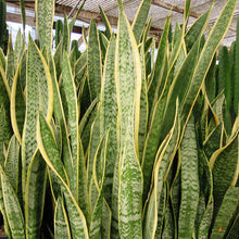 Mother in Law's Tongue/Snake Plant - Indoor Plants