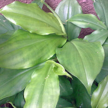Chamaecostus cuspidatus/Insulin Plant - Medicinal Plant