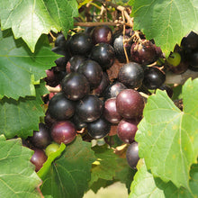 Black Grapes (Hybrid) - Fruit Plants & Tree - Exotic Flora