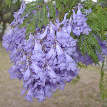 Jacaranda Tree/Neel Mohar - Big Size Plants