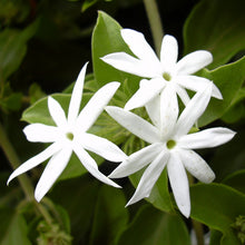 Downy Jasmine Or Kagada - Flowering Shrubs - Exotic Flora