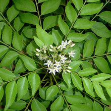 Curry Leaf plant- Fruit Plants & Tree - Exotic Flora