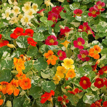 Nasturtium Alaska-Flower Seeds