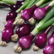 Onion - Allium Cepa - Vegetable seeds