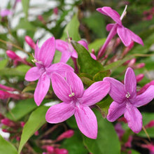 Emarald Purple - Flowering Plants - Exotic Flora