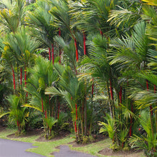 Cyrtostachys Renda C.lakka - Palms - Exotic Flora