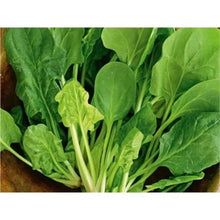 Palak/Spinach - Spinacia Oleracca - Vegetables seeds