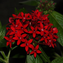 Pentas Red - Flowering Plants